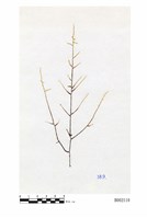 藏品(鞭枝懸苔)的圖片